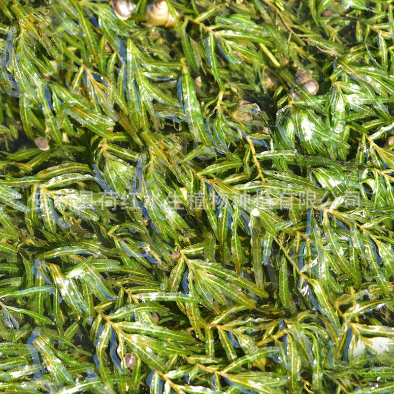 Grass, Submersible Plants, Four-Season Evergreen Bitter Grass, Aquatic Plants, Goldfish Algae, Foxtail Algae, Malay Eye Dish