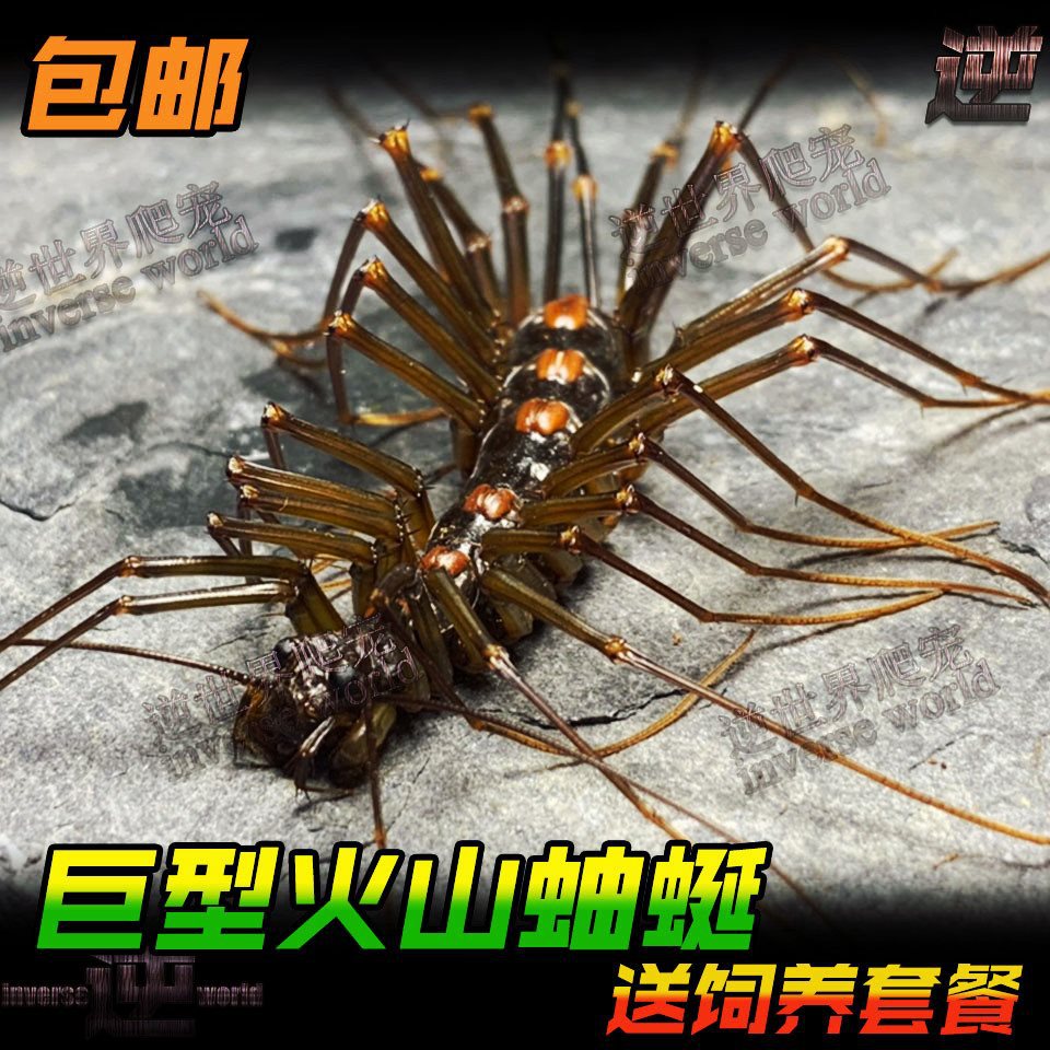 Free Shipping Live Pet Millipedes, Live Crawling Pets, Alternative Predatory Insects, Live Crawling Pets