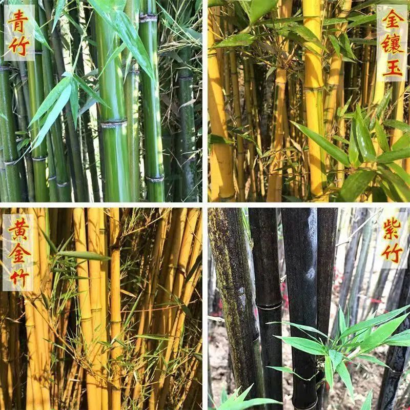 Bamboo Seedlings, Northern Cold-Resistant Courtyard Greening Landscape Bamboo Outdoor Shading Green Plants, Four-Season Evergreen Potted Saplings