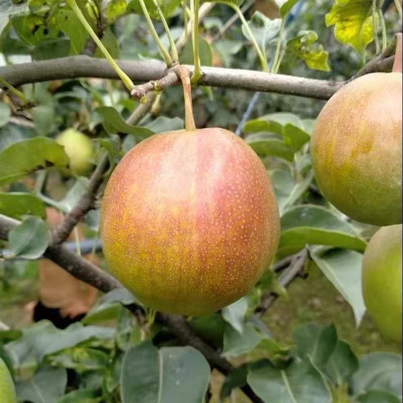 Authentic Xinli No. 7 Fragrant Pears 4.5kg Whole Box of Mother Pears Seasonal Fresh Fruits 10 Wholesale Free Shipping 5 Red Crispy Pears