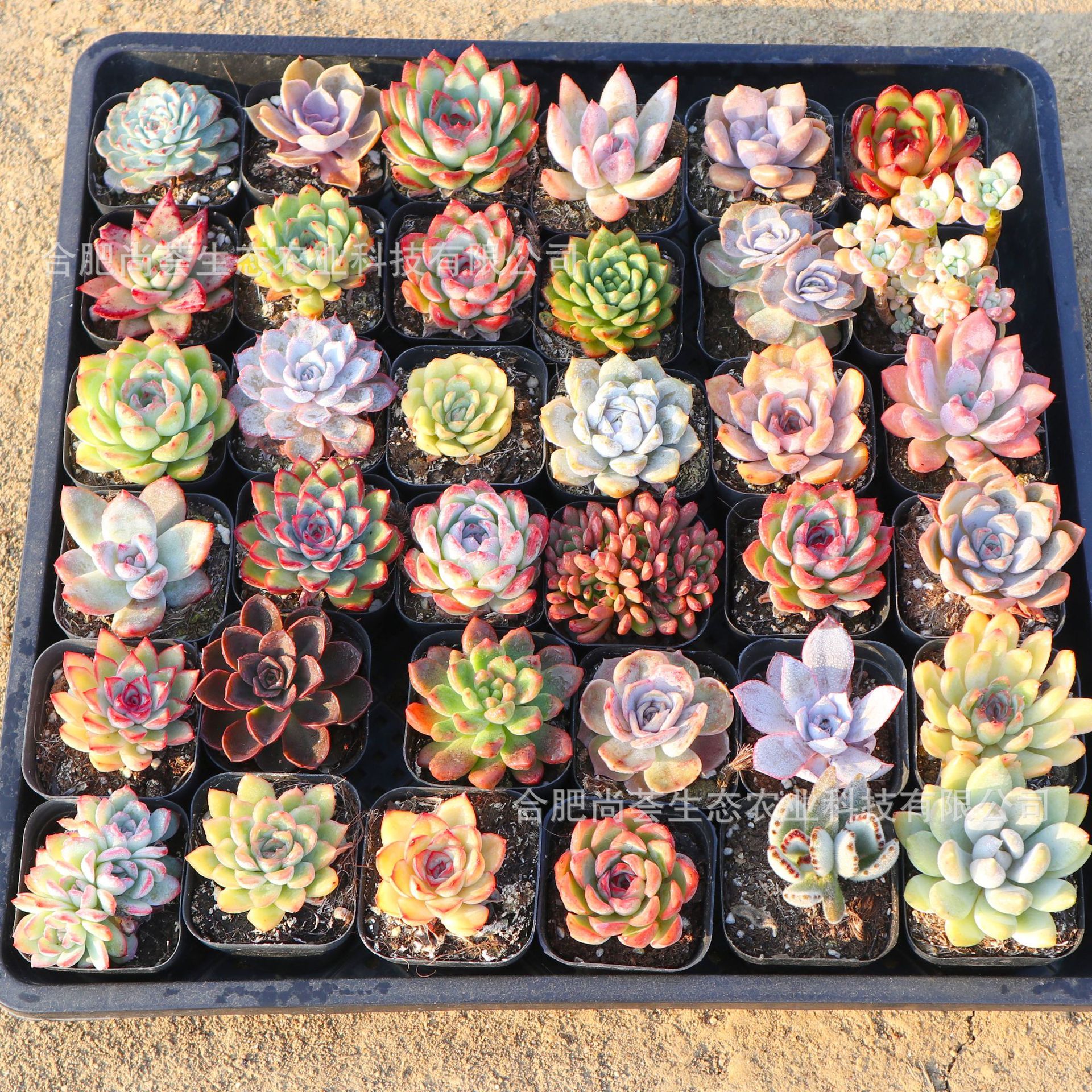 Succulent Plants Wholesale with Pots Green Plants Succulent Small Potted Plants Kindergarten Small Gifts Prizes Promotional Event Gifts