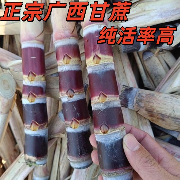 Семена чернокожего тростника из Гуанси с 3-5 почками, 98% жизнеспособности, оптовая продажа