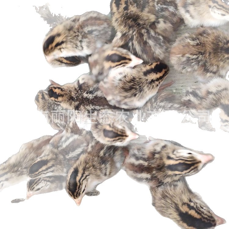 Live Pearl Chicken Chicks for Sale Directly from the Farm, Also Available Are Green-Footed Free-Range Mountain Chickens, Easy to Raise and Hatch