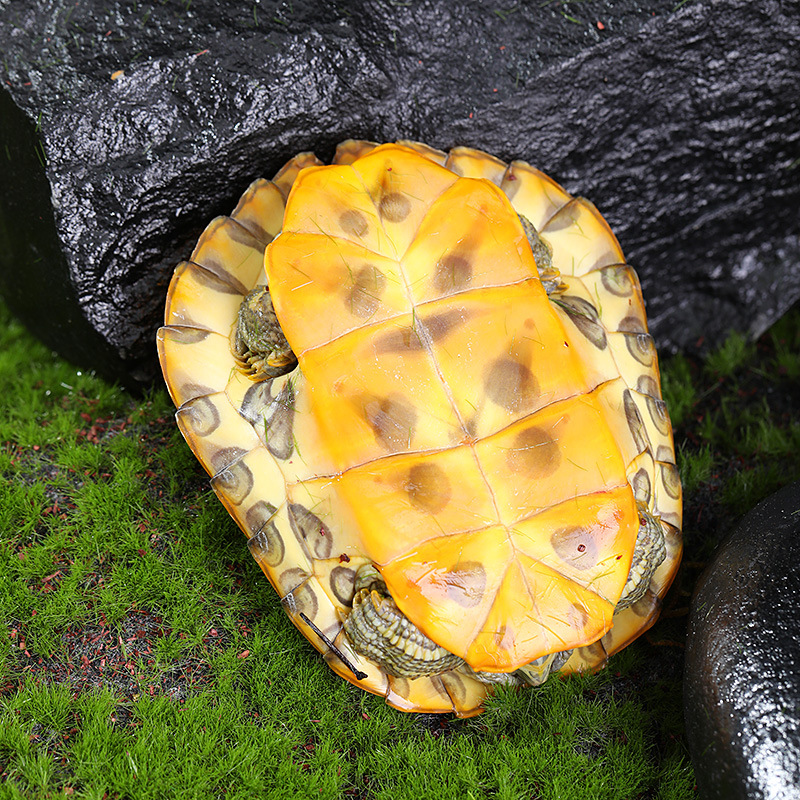 Factory wholesale Brazilian tortoise small turtle living creature ornamental pet turtle big turtle water turtle red ear turtle gold Brazilian tortoise