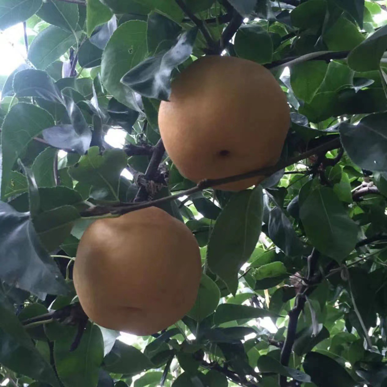 Authentic Laiyang Qiuyue Pear Gift Box 3.5kg Net Weight 6-9 Fruits over 350g Fresh Fruit Pears Seasonal Fruits