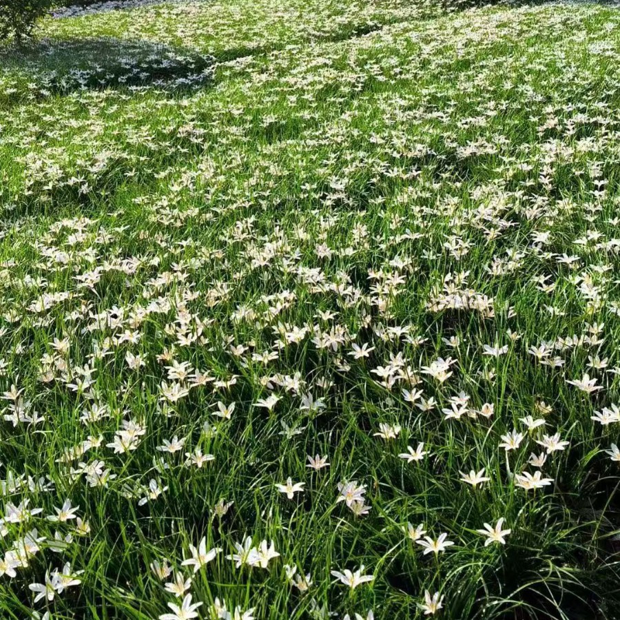 Onion Orchids, Wind Orchids, Red Flowers, White Flowers, Various Types of Onion Orchids, Red, Complete Range of Specifications, Ornamental Flowers for Landscaping