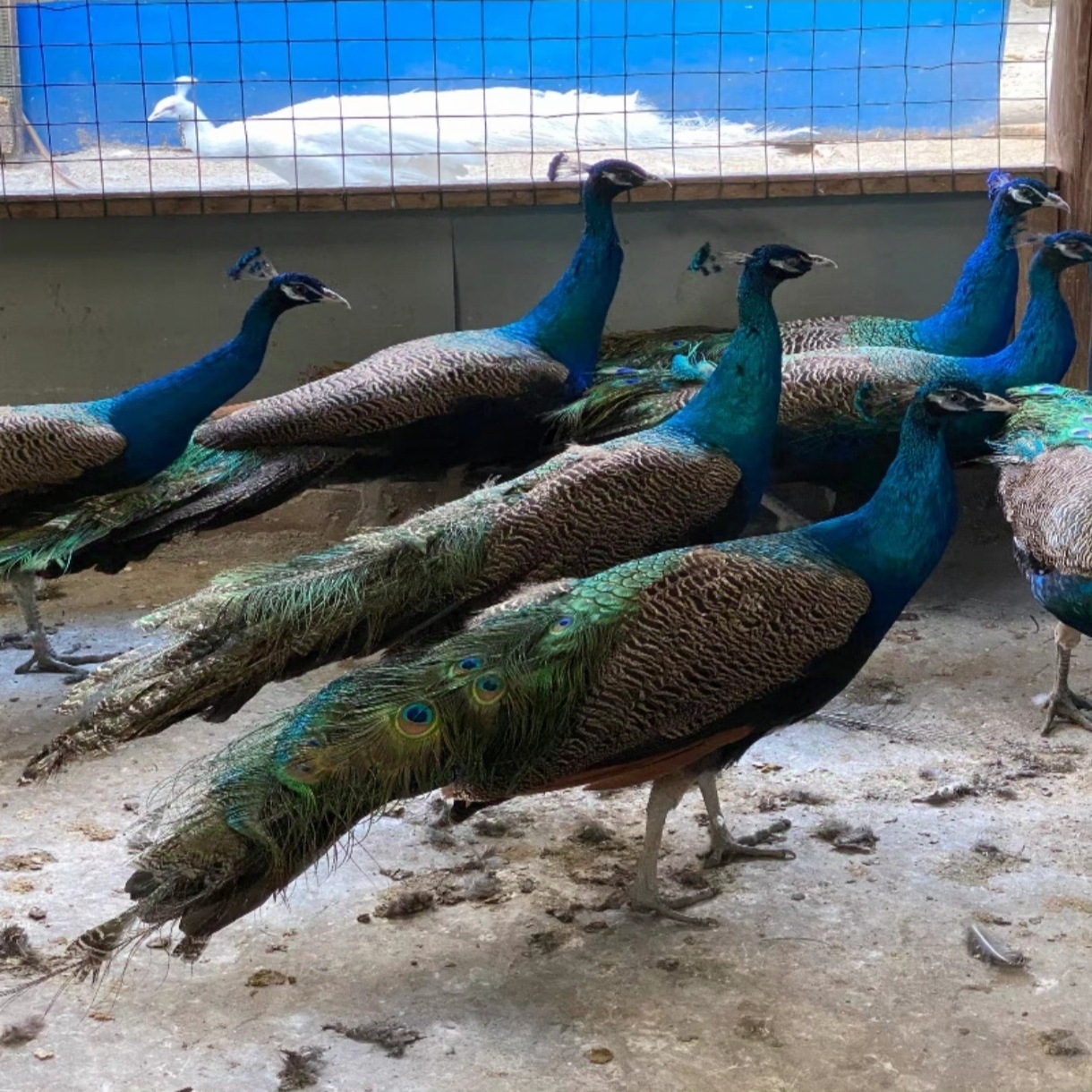 Adult Peacock Live Breeding for Sale in Scenic Spots, Domesticated Ornamental Blue Peacocks, Price of a Pair of Warm Peacock Seedlings Wholesale