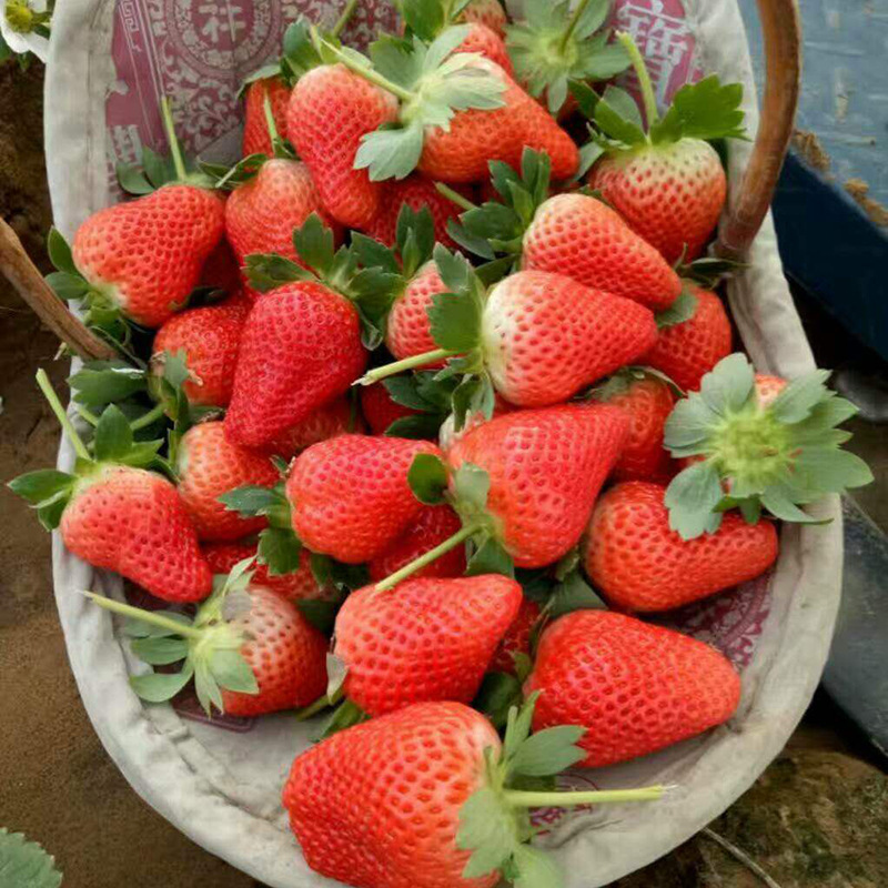 Base Wholesale Strawberry Seedlings, Four-Season Potted Edible Balcony Cream Fruit Tree Seedlings, Planting Seedlings, Southern Results in the Same Year