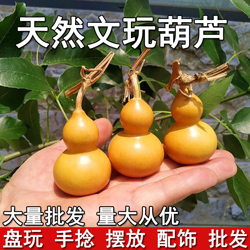 Тыква натуральная большая тыквенная семечка сокровище маленькая текстовая игра ручная закрутка маленькая тыквенная семечка тыква розничная оптовая ручная закрутка тыква