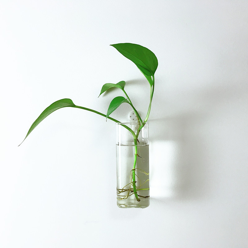 Creative Wall-Mounted Hydroponic Pothos Vase Square Cylindrical Transparent Glass Modern Simple Wall-Mounted Glass Flower Pot
