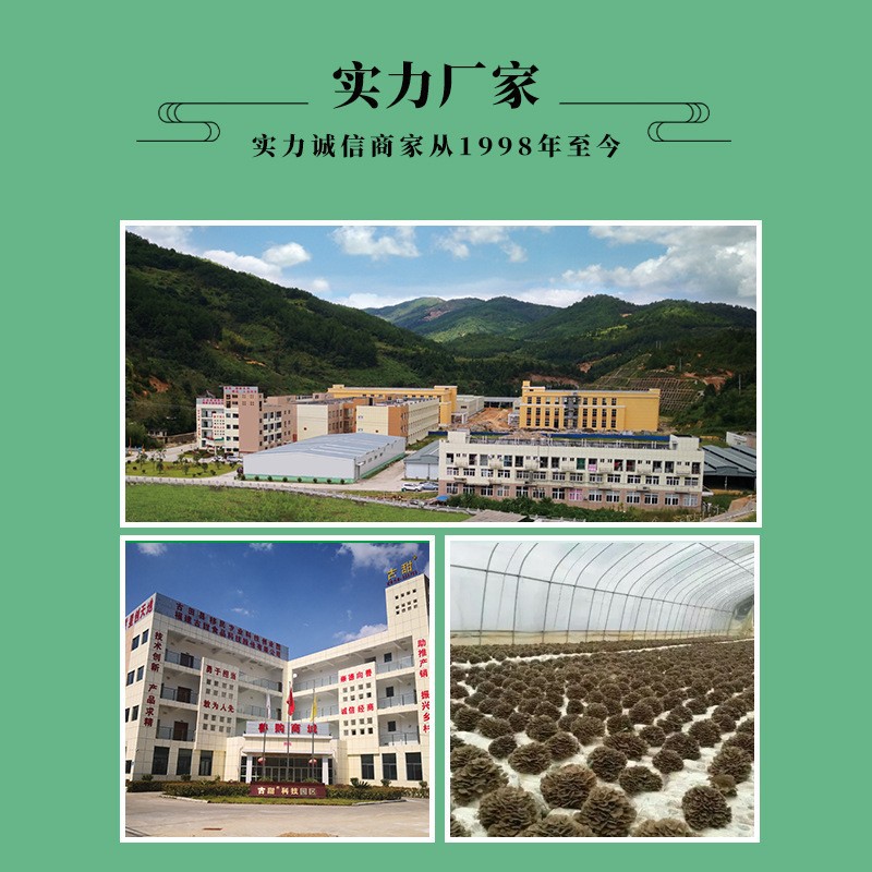 [Gu Tian] Dried Grifola Frondosa, Boiled Grifola Frondosa, Various Specifications, Export Products, Restaurant Ingredients