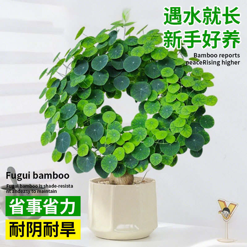 Turtle Plant Is Easy to Grow as a Potted Indoor Balcony Climbing Vine Foliage Green Plant, One-Leaf Turtle, Golden Non-Replaceable Seed Ball Hydroponics