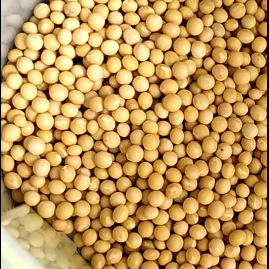 New bean sprouts, soybean raw bean sprouts, soybean natto 5kg, farmhouse self-grown 690 small grains