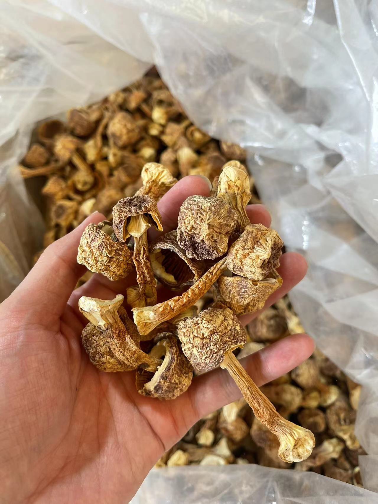 Dried goods of Agaricus blazei mushroom Yunnan specialty Brazil mushroom bulk Tricholoma mushroom edible Agaricus blazei 500g non-smoked sulfur net weight