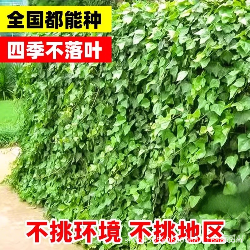 Ivy Seedlings Courtyard Balcony Climbing Vines Flower Landscaping Seedlings Ivy Seedlings Four-Season Evergreen Cold-Resistant Plant Seedlings