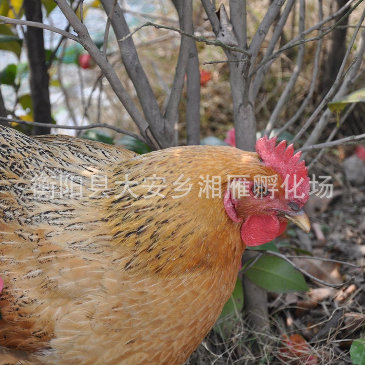 Wholesale Native Chicken Seedlings, One-Day-Old Live Green-Footed Hemp-Feathered White-Meat Female Seedlings, Egg Chicken Seedlings, Free-Range Mountain Chickens