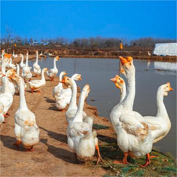 Чистокровный белый гусь с головой льва, живой молодой гусь Тяньшань, аутентичная экстра большая порода, высокая выживаемость, поддержка видео выбора, партия гусей