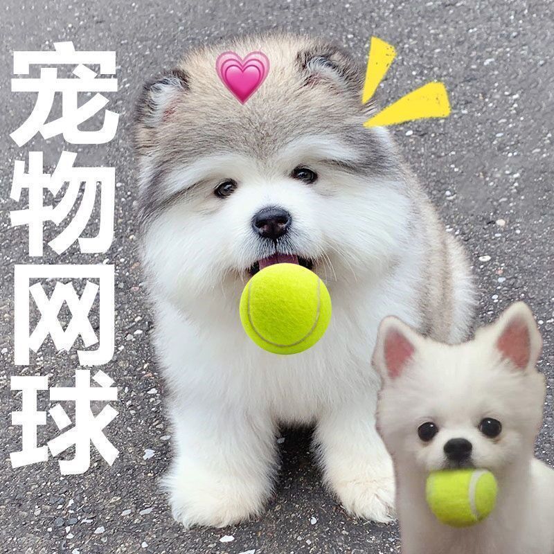 Dog Toy Ball Golden Retriever Teddy Elastic Ball Bite-Resistant Molar Tennis Pet Puppy Labrador Puppy Training