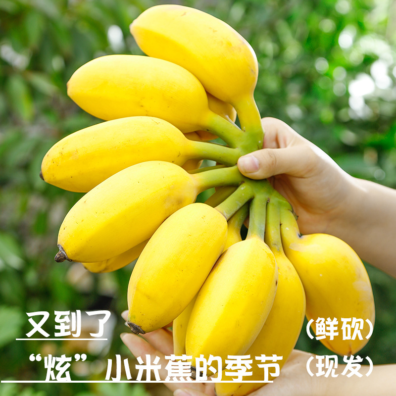 Authentic Guangxi Xiaomi Banana, Seasonal Fresh Fruit, Small Banana, Apple Banana, Naturally Ripe Powder Banana