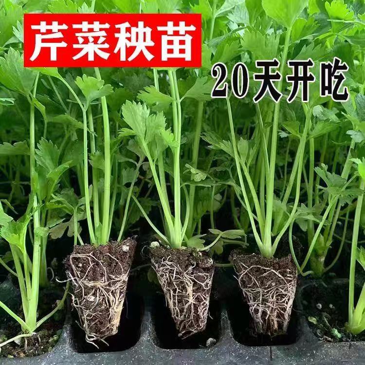 Celery Queen Celery Seedlings Seeds High Yield Celery Spring and Autumn Potted Balcony Vegetables Yellow Heart Celery Seedlings Vegetable Seeds