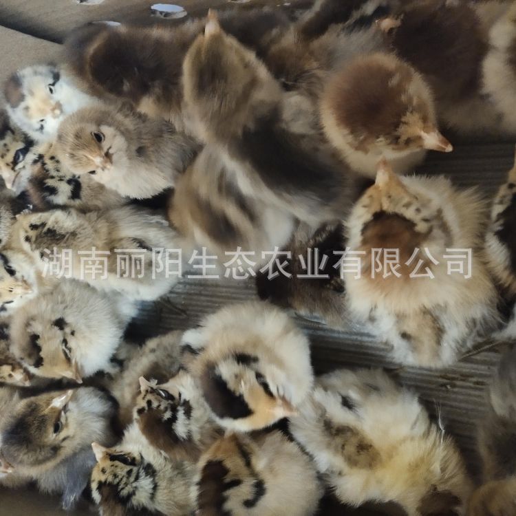 Factory Wholesale Customized Green-Footed Native Chicken Chicks That Are One Day Old and Live Chicks That Are Free-Range Small-Footed Chickens in the Mountains