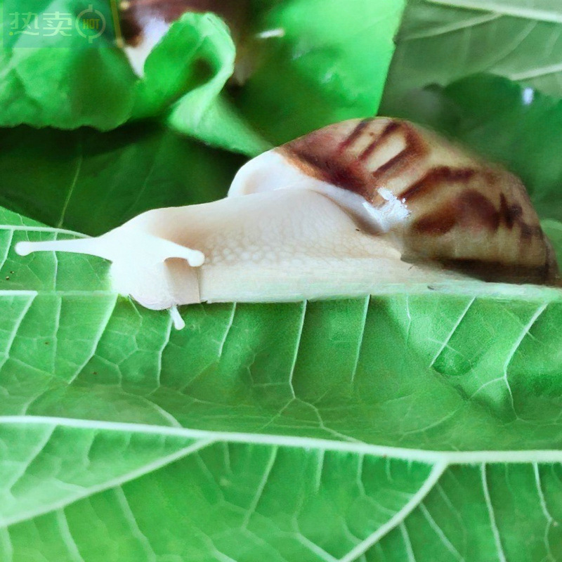 Snail Wholesale Student Ornamental Experiment Large Snail Stall Wholesale and Retail White Jade Snail Breeding Ornamental Pet*