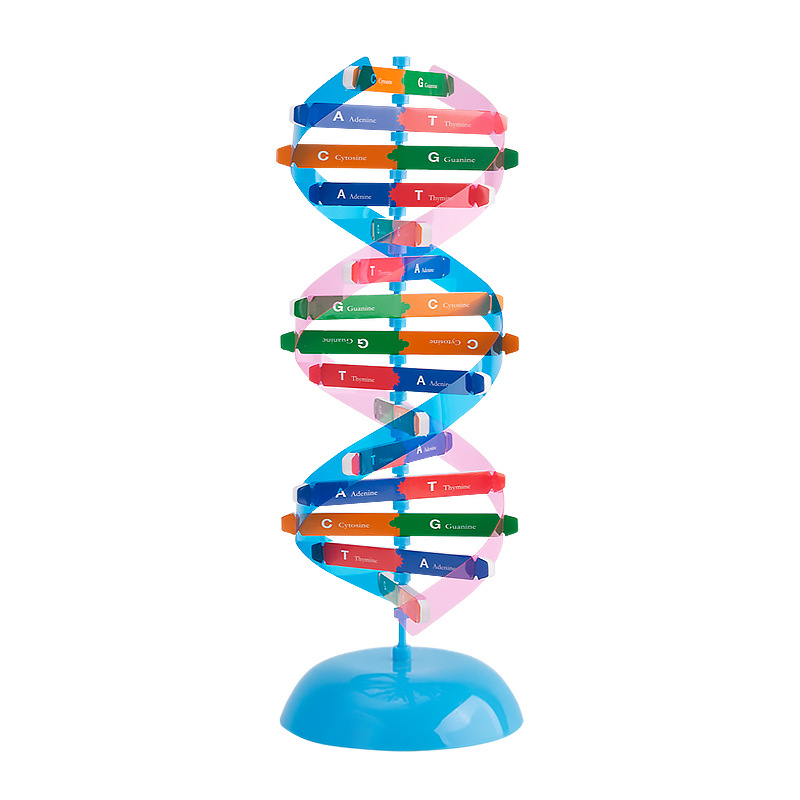 DNA double helix structure model Primary and secondary school science and technology small production Popular Science diy biological gene science experimental equipment