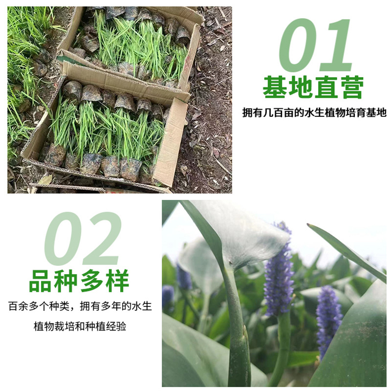 Thorny Bitter Grass, Asian Big Bitter Grass, Dense Thorny Bitter Grass, Water Quality Purification, Breeding Flat Stick Grass, Aquatic Grass Seed Base Wholesale Project