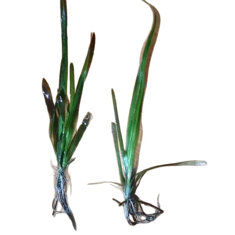 Bitter Grass Base Direct Sales Environmental Engineering Four-Season Evergreen Bitter Grass Purifies Water Quality Fish Pond Shrimp Pond Submersed Plant Bitter Grass