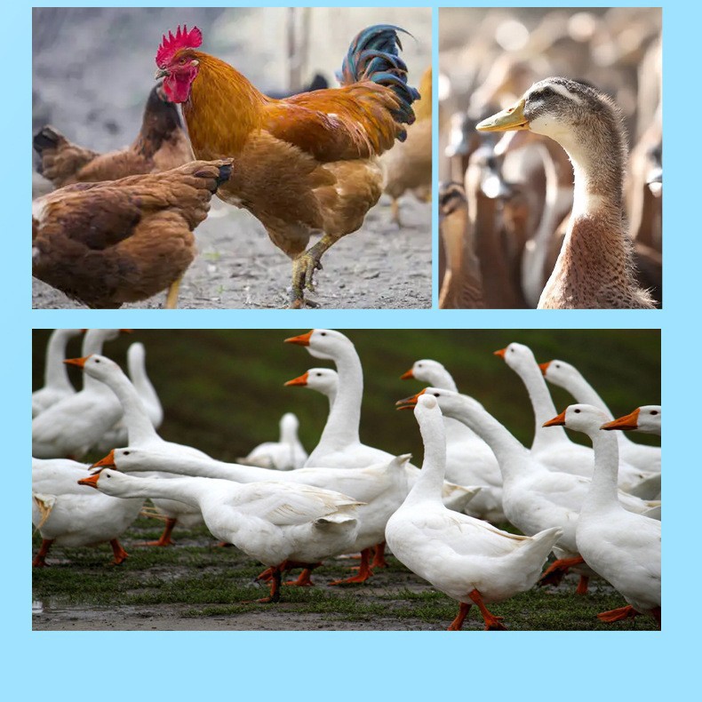 Wenlikang Poultry Chicken Plague Cold Lethargy Closed Eyes Lethargy Loose Feathers Listless Chicken Medicine Wenlikang