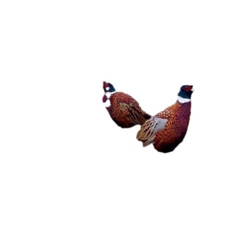 Bao Huo Daojia Colorful Pheasant Live Seedlings Out of the Shell, Live Farmyard Free-Range Pet Chickens, Live Guinea Fowl Seedlings