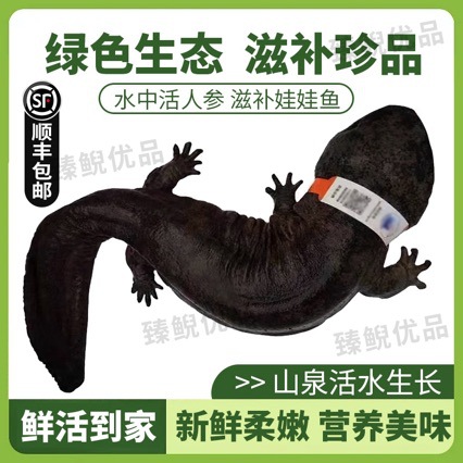3kg a Breeding Factory Directly Supplies Fresh Edible Live Fish for Giant Salamanders, Giant Salamander Pet Seedlings, Aquatic Freshwater Fish Packages