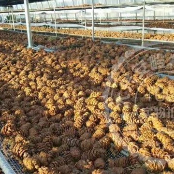 Daxinganling wild original flavor pine shell raw horsetail pine Tower Yansong Tower raw pine seeds small tower dried nuts mouse food snacks