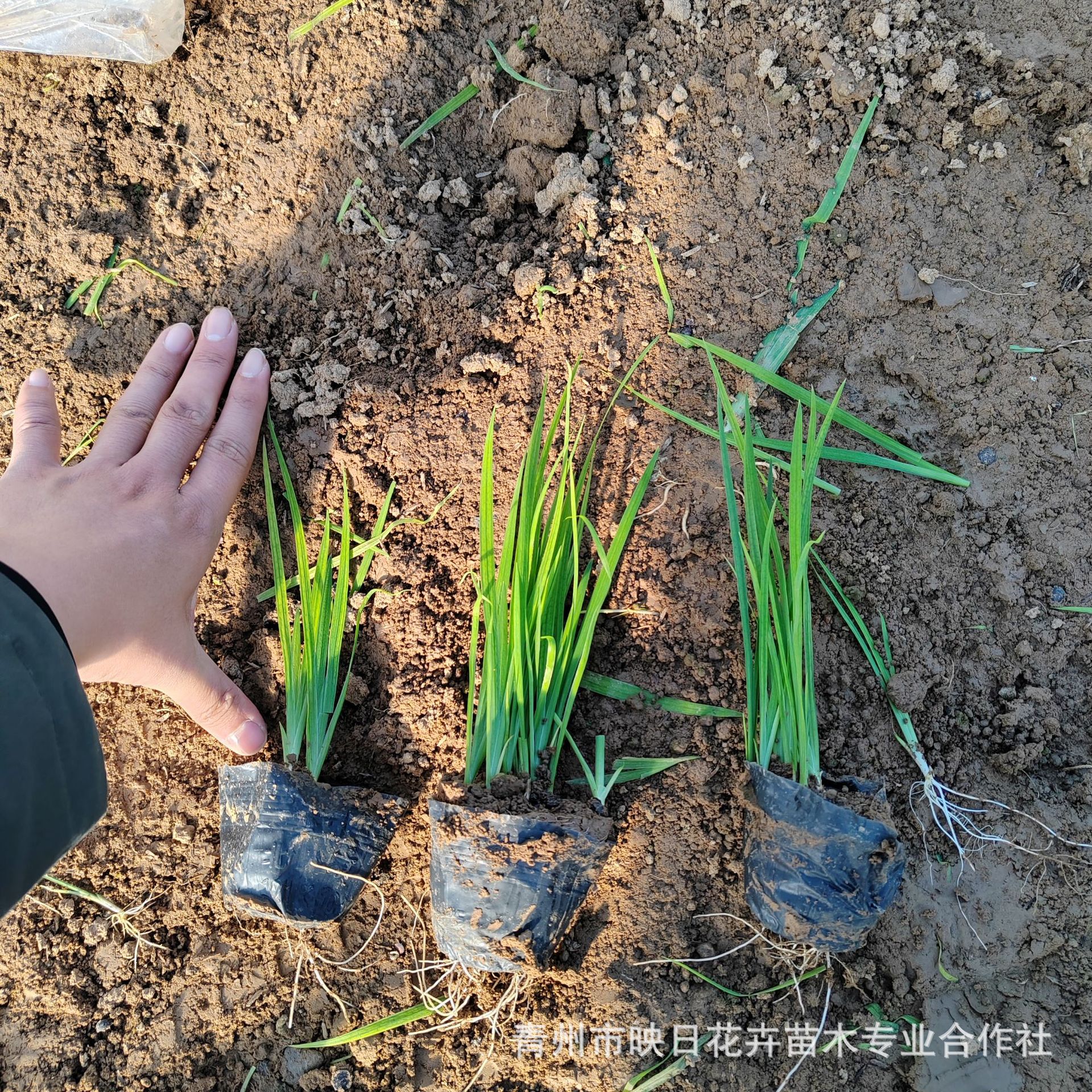 Aquatic Iris Potted Seedlings Yellow Flower Iris Yellow Calamus Bag Seedling Base Wholesale Shandong Large Quantity Discount Aquatic Plants