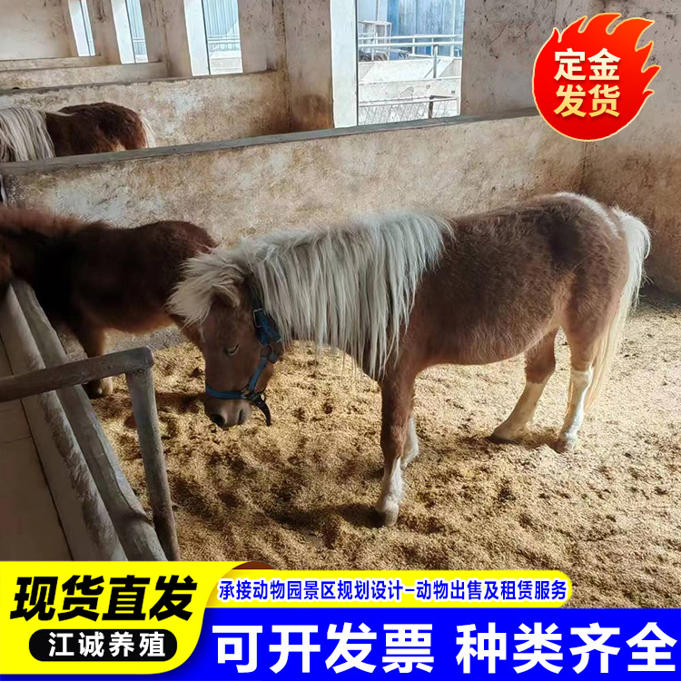 Farm for Sale Rental Adult Shetland Pony Scenic Garden Ornamental Riding Pony Mini Pony Price