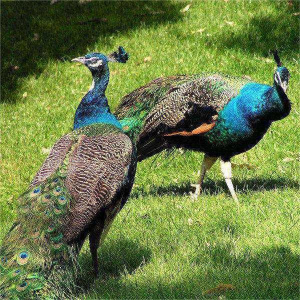 Аутентичные сеянцы синих павлинов, живые сеянцы, высокая выживаемость, легкие в разведении павлиньи утята, оптовая и розничная продажа, видео-отбор сеянцев доступно