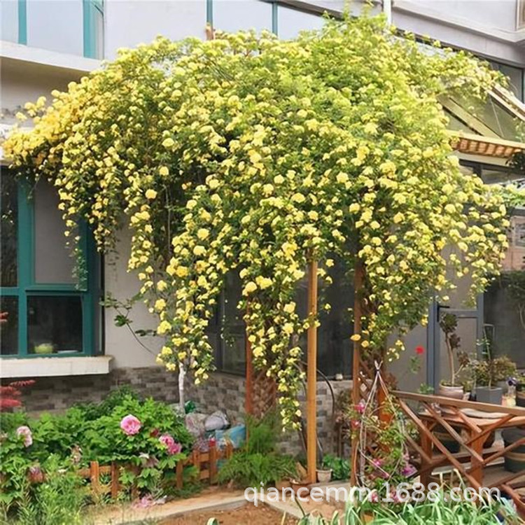 Courtyard Strong-Scented Yellow Woody Saplings Potted Flowering Climbing Plants Sweet Red Woody White Woody Saplings