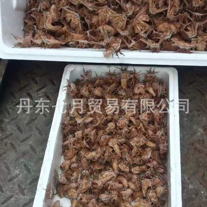 △ 【Butterfly from the Cocoon】Northeast Farmhouse Tussah Moth (Dried Product) 5g Special