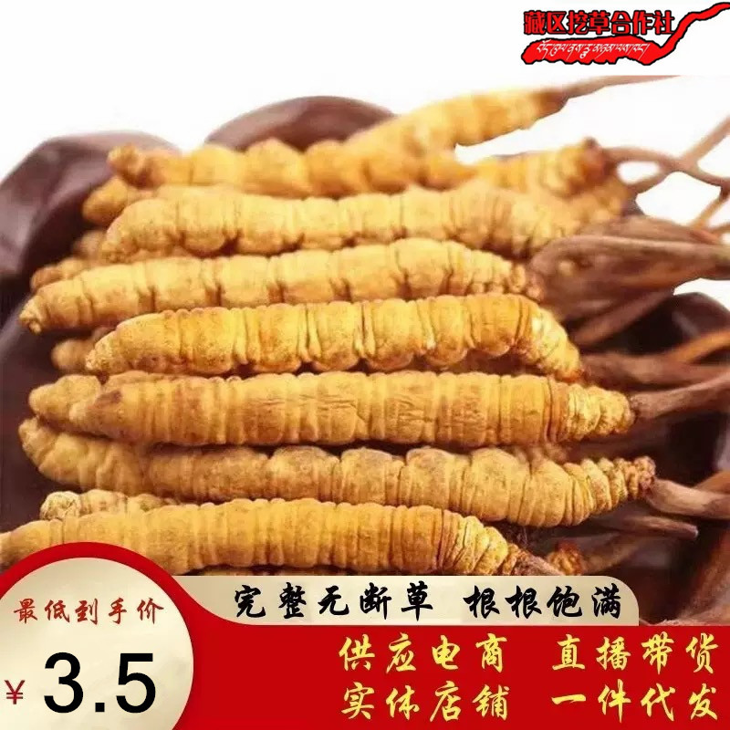 Large Quantity of Wholesale Freeze-Dried Grass, Authentic Wild High-Altitude Cordyceps, Non-Xizang Nagqu Cordyceps Sinensis, Qinghai Large-Breaking Grass