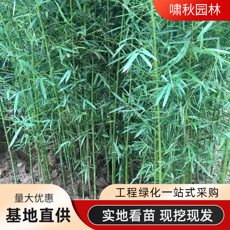 Саженцы бамбука, устойчивые к холоду для двора, крупные декоративные бамбуковые растения в горшках, вечнозеленый фиолетовый бамбук, золотой бамбук, саженцы бамбука Архат