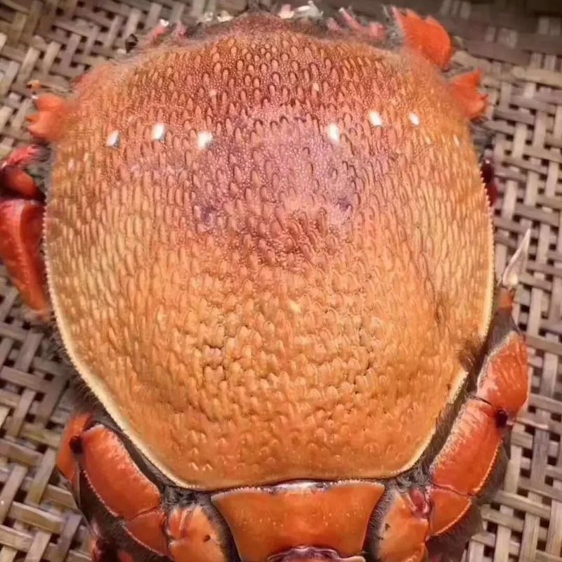 Live Frozen Tiger Crab, about 0.5kg Pieces/Piece [Love Fish Full Cabin Dropshipping Live Broadcast]