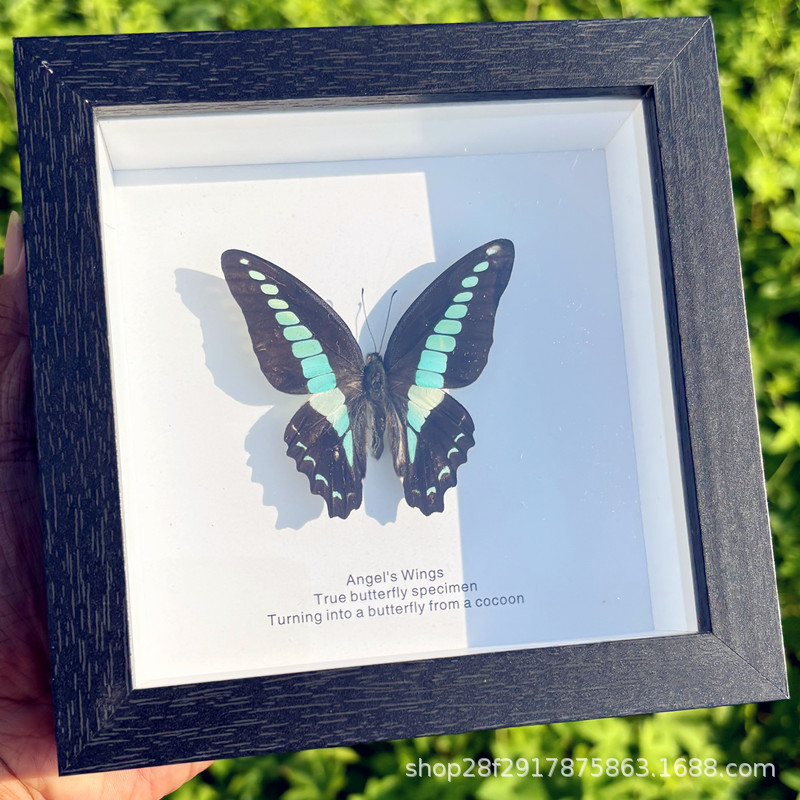 Real Butterfly Specimen Finished Gift Ornaments Decorative Painting Girls Birthday Gift 520 Valentine's Day Scenic Spot Hot Sale Item