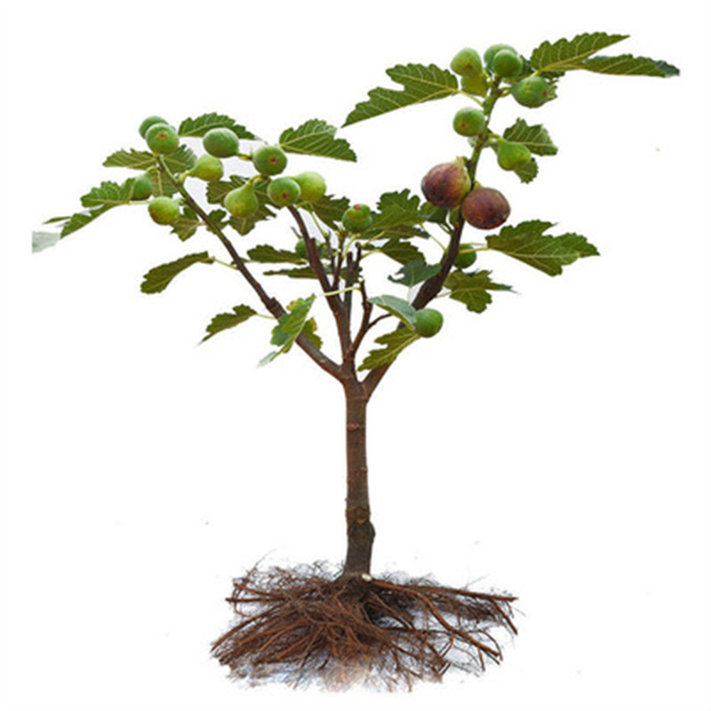 Violet Long-Handled Yellow Fig Saplings Extra Large Xinjiang Early Yellow Figs Planted in the North and South Will Bear Fruit in the Same Year
