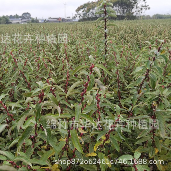 Source Base 60/80/ 100cm Colorful Branches and Flowers Silver Willow Silver Bud Willow