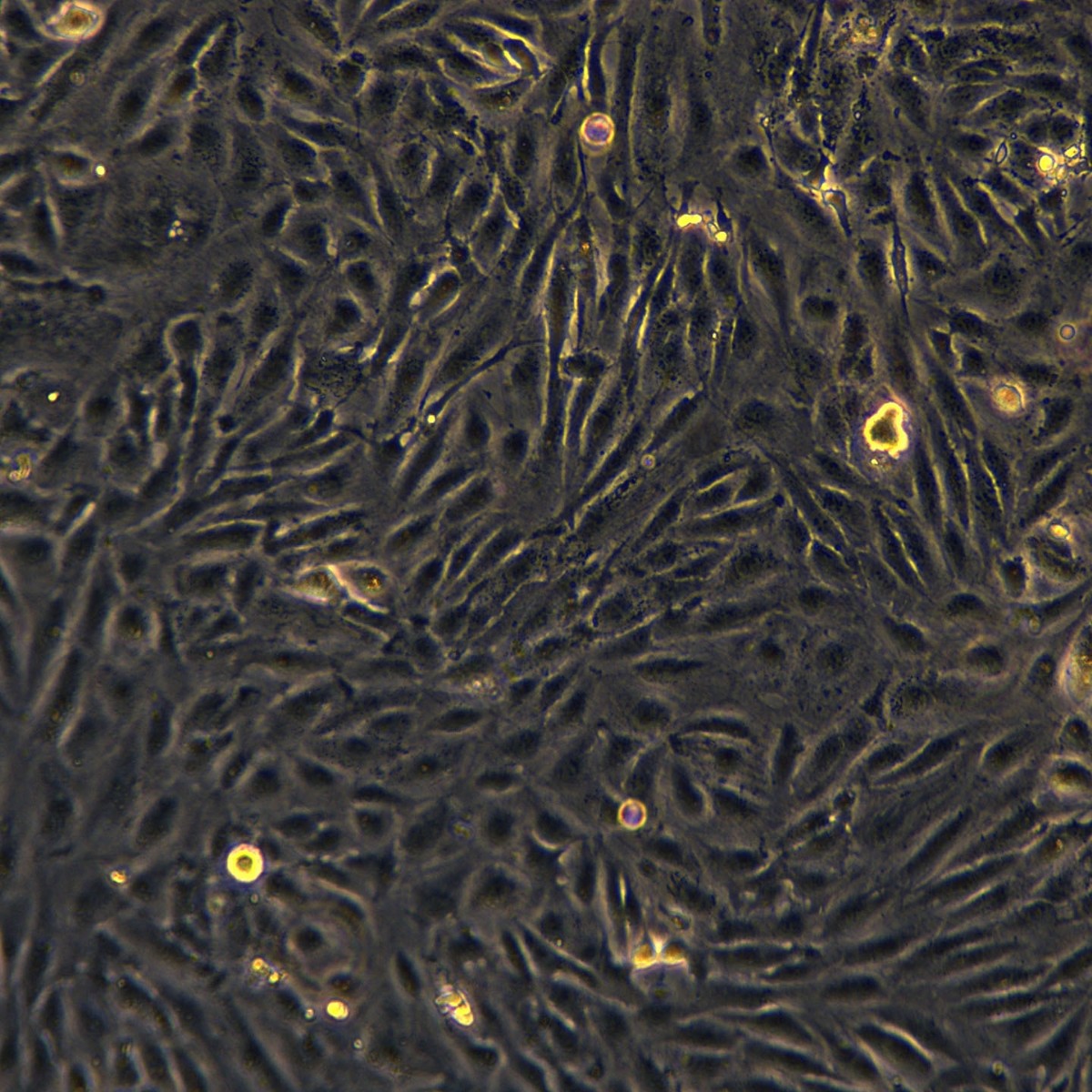 Meisenctcc Human Kidney Clear Cell Adenocarcinoma Sorafenib Resistant Strain 786-0/Sorafeni