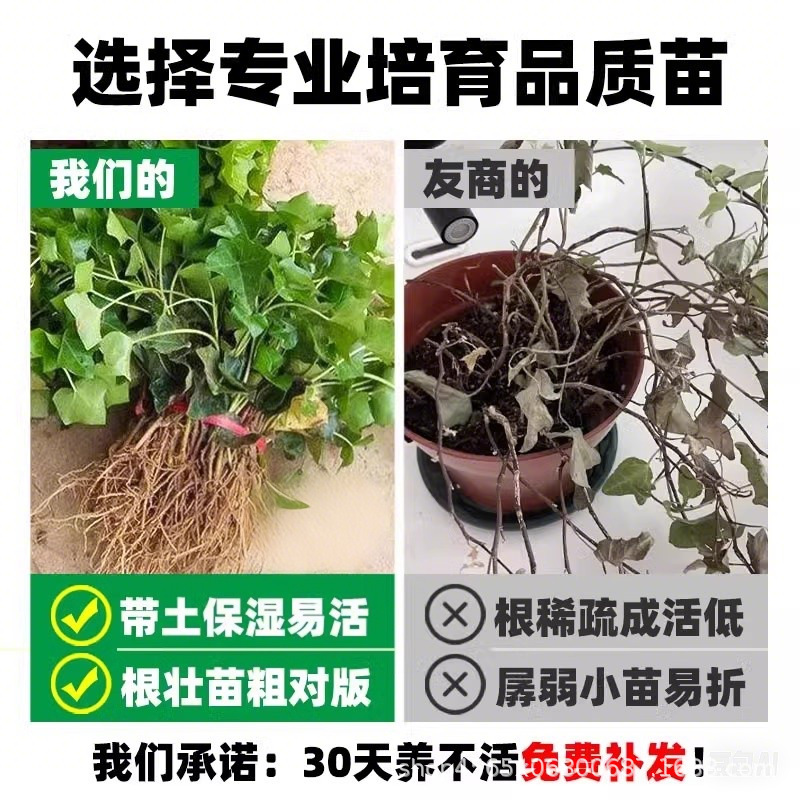 Ivy Seedlings Courtyard Balcony Climbing Vines Flower Landscaping Seedlings Ivy Seedlings Four-Season Evergreen Cold-Resistant Plant Seedlings