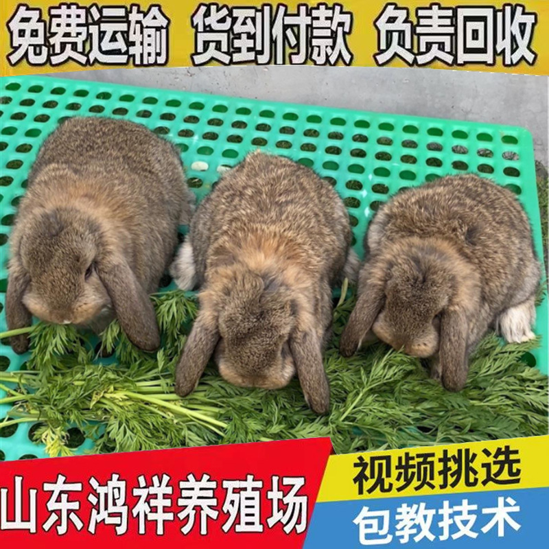 Hongxiang Supplies a Large Number of Live Rams and Rabbits at Preferential Prices. Large-Sized Lop-Eared Rams and Rabbits Are Wholesale for Ornamental Purposes