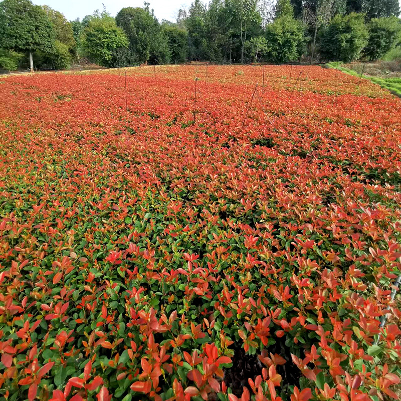 Red Leaf Briar Seedlings, Red Leaf Briar Saplings, Ground Seedlings, Courtyard Greening Seedlings, Farmers Are Sold