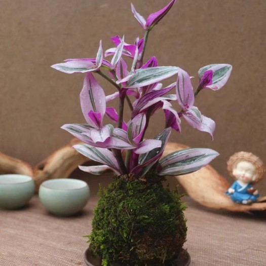 Moss Ball Hydroponic Plant Bonsai Fern Rice Bamboo Asparagus Calamus Spring Rain June Snow Mirror Grass Fujian Tea Potted Plant