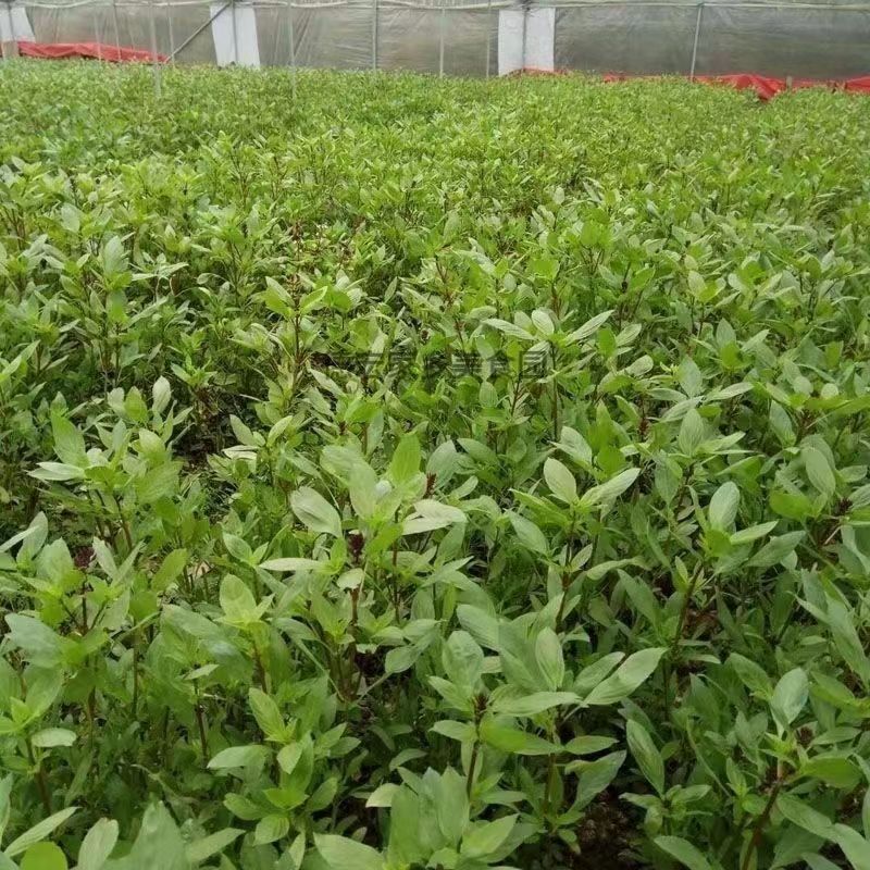 Yunnan Wild Basil Leaves, Basil, Golden Mustard Spices, Fresh Dai Flavor Seasoning, Golden Basil 100g, Free Shipping